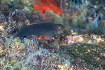 Photo by Stacey Henderson