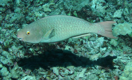 Redlip Parrotfish