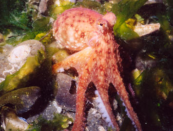 Red Octopus
