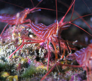 Red Rock Shrimp