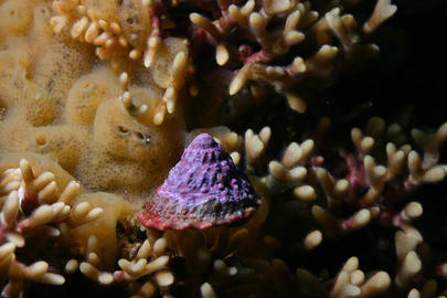 Red Turban Snail