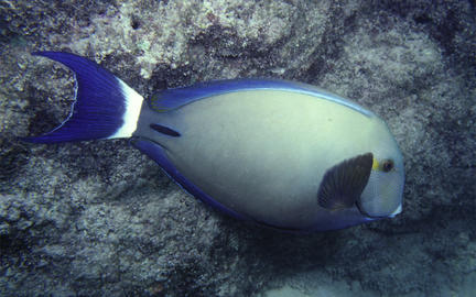 Ringtail Surgeonfish