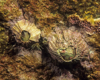 rough barnacle