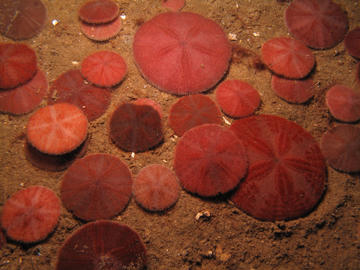 common sand dollar
