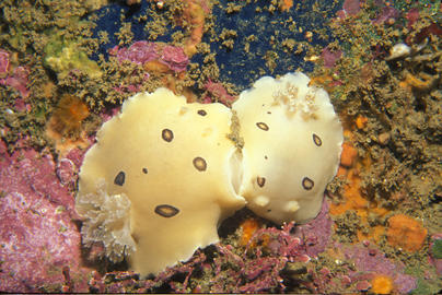 San Diego Dorid San Diego Dorid