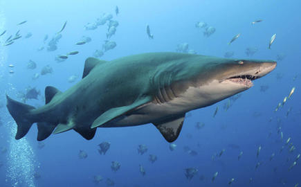 Sand Tiger