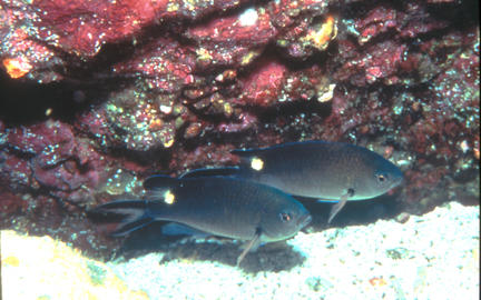 Scissortail Damselfish