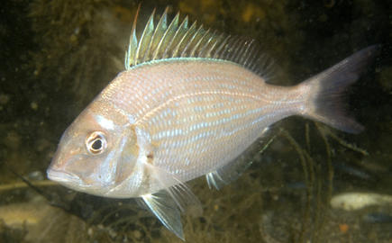 Scup