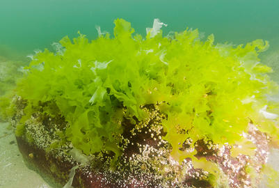 sea lettuce