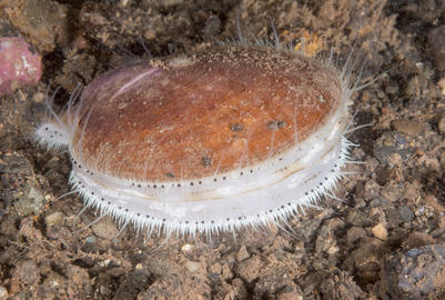 sea scallop