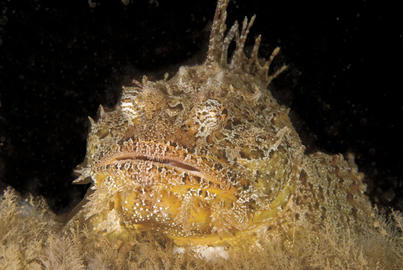 Sea Raven