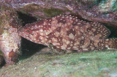 Pacific Mutton Hamlet