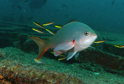 Pacific Creole Fish