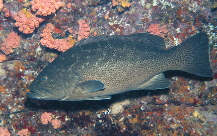 Leopard Grouper