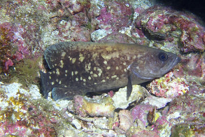 Mottled Soapfish
