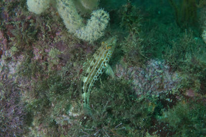 Gold-Spotted Sandbass 