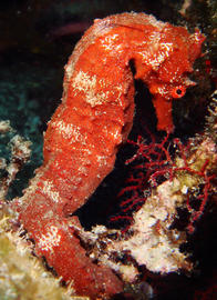 Pacific Seahorse
