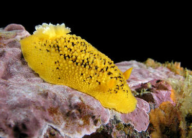 Sea Lemon