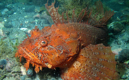 Sea Raven