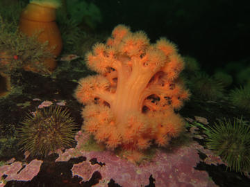 sea strawberry soft coral