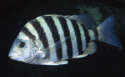 Sheepshead
