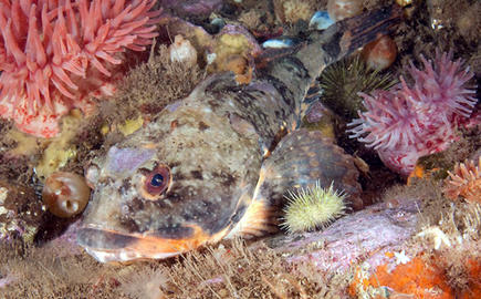 Shorthorn Sculpin