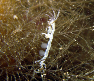 skeleton shrimp