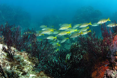 Blue-and-Gold Snapper