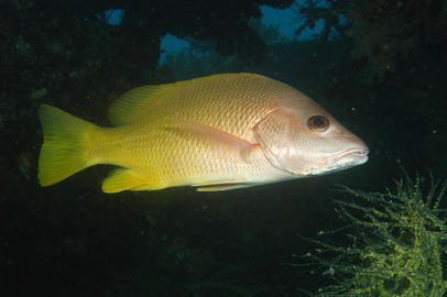 Amarillo (Yellow) Snapper
