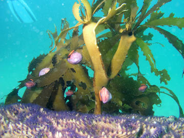 Southern Sea Palm