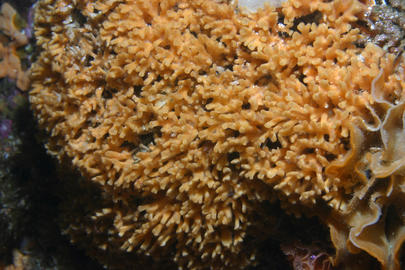 Southern Staghorn Bryozoan