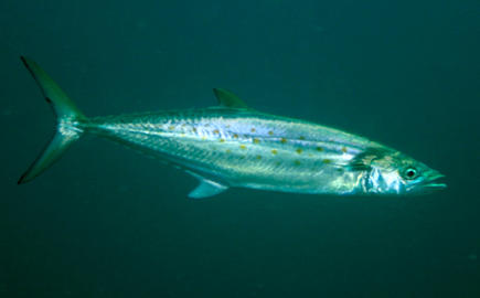 Spanish Mackerel