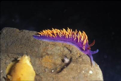 Spanish Shawl