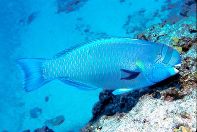 Photo by Ed Robinson Photo by Ed Robinson