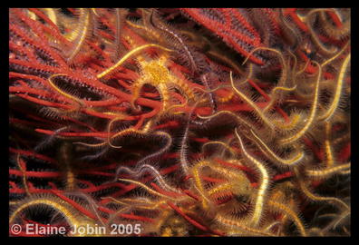 Spiny Brittlestar