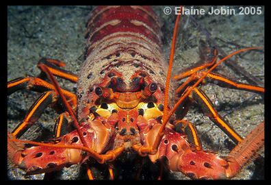 Spiny Lobster