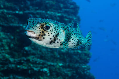 Photo by Jeff Haines