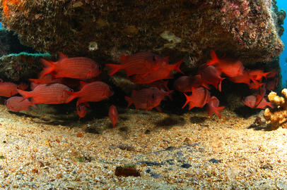 Panamic Soldierfish