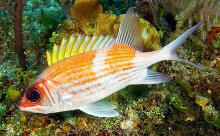 Squirrelfish