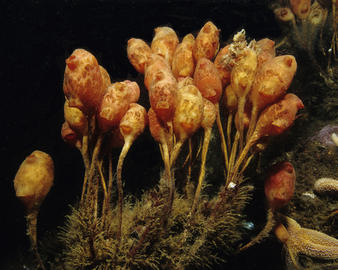 stalked tunicate