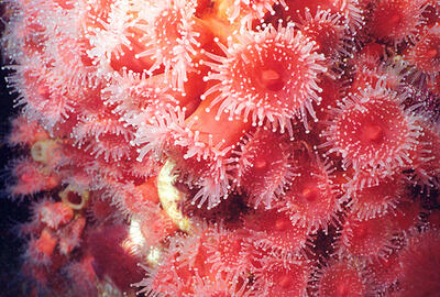 Strawberry Anemone Strawberry Anemone