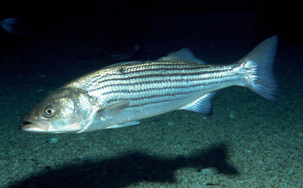 Striped Bass