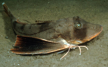 Striped Searobin