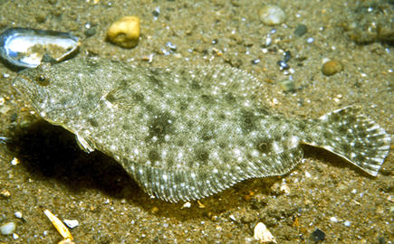 Summer Flounder (Fluke)