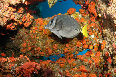 Yellowtail Surgeonfish