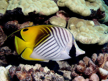 Threadfin Butterflyfish