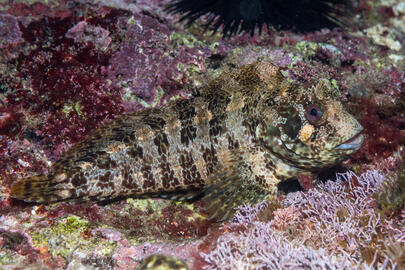 Photo by Stacey Henderson