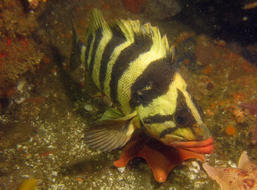 Photo by Janna Nichols Photo by Janna Nichols