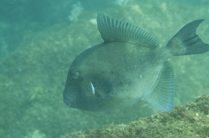 Finescale Triggerfish
