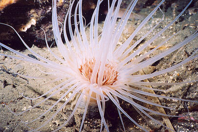Tube-dwelling Anemone